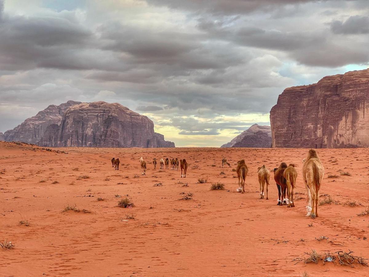 Wadi Rum Bedouin Tour With A Camp Exteriör bild